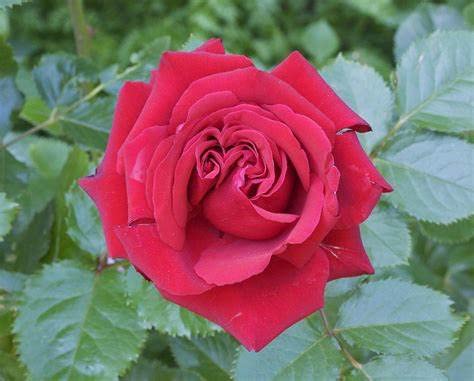 Urban Turtle Rose Flower Seeds F1 Hybrid Seeds For Home Gardening By Urban Turtle (Red) (B09SM48MTJ) Amazon Price History, Amazon Price Tracker