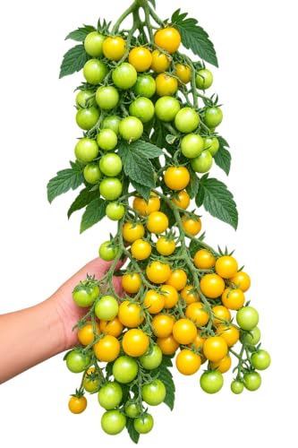 Image of Indeterminate Cherry Tomato Vegetable Seeds, Vegetable Seeds for Home Gardening, Vegetable Planting Seeds for Kitchen, Tomato Seeds (Pack of 300 Seeds) (Red, Indeterminate Cherry Tomato)
