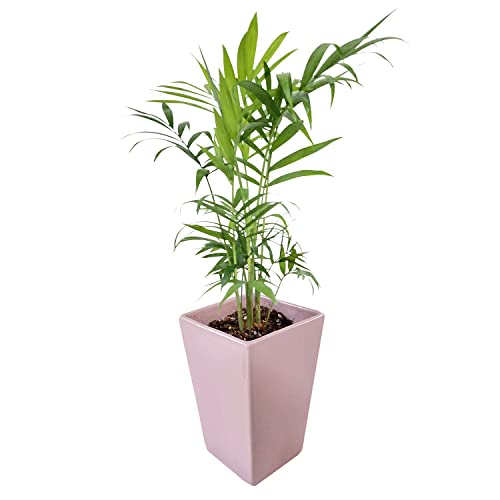 テーブル ヤシ 花 観葉植物の人気商品 通販 価格比較 価格 Com