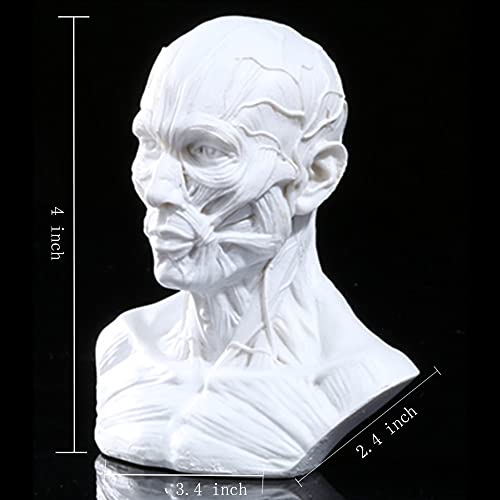 Image of Gaolinci 4-Inch Portable Human Model Craft Anatomy Skull Head Muscle Bone Medical Artist Drawing Study