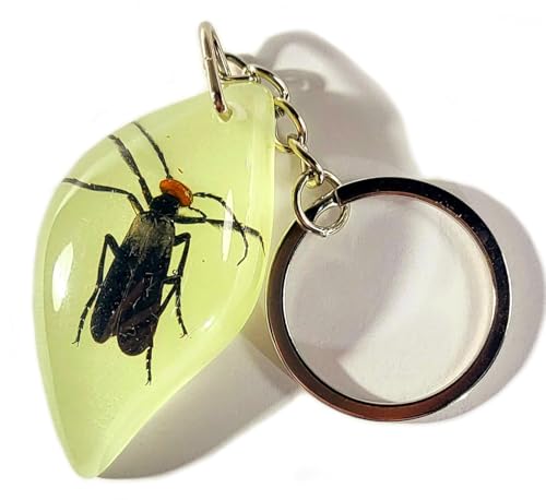 HQRP-Crystal 2" Real Burning Blister Beetle in Glow in The