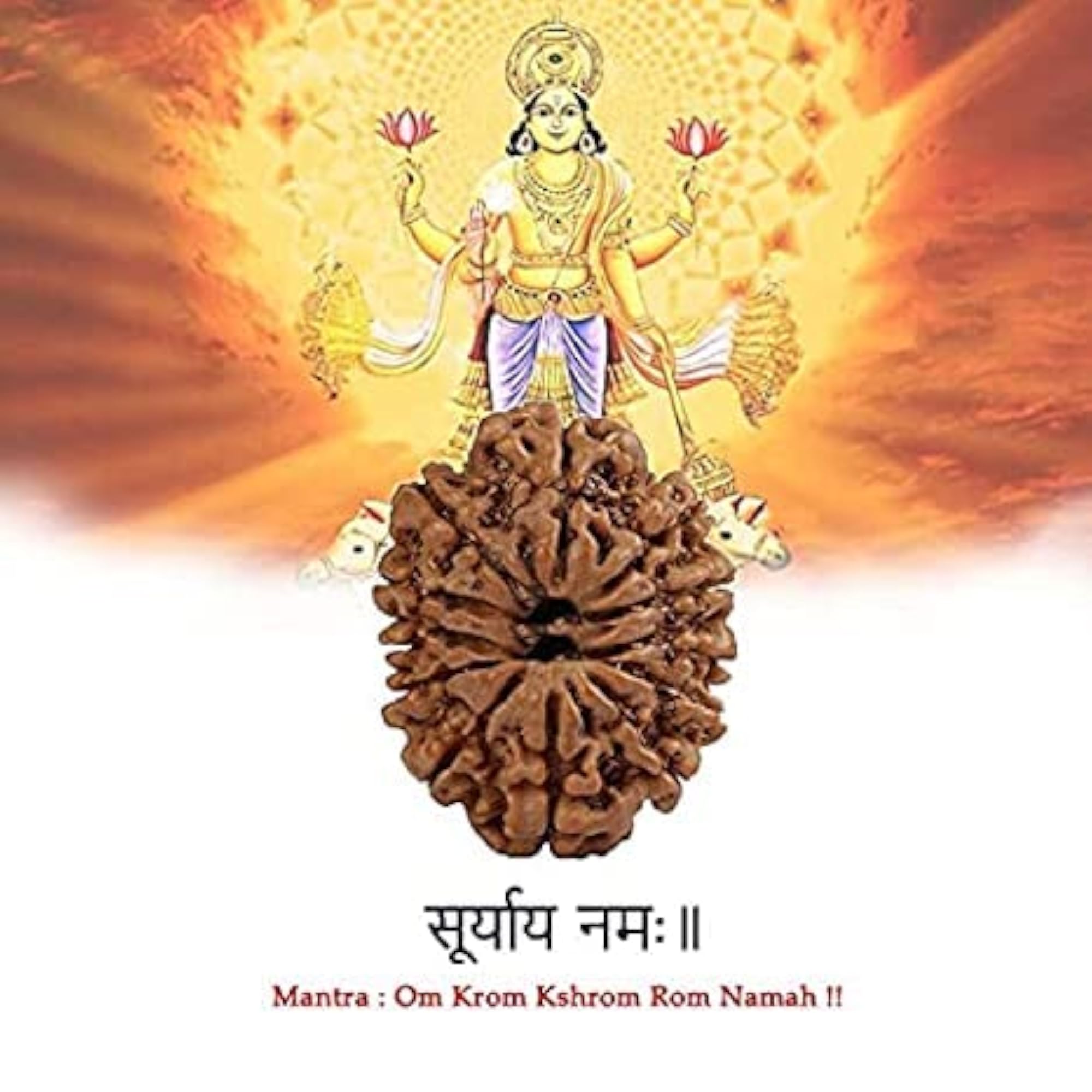 Pure 12 Mukhi Rudraksha, Lab Certified with Silver Capping
