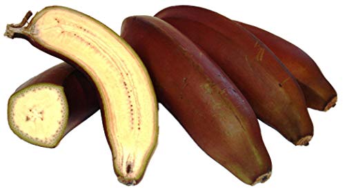 Musa Itinerans - birmano Blue Banana - Semi albero tropicale (10)