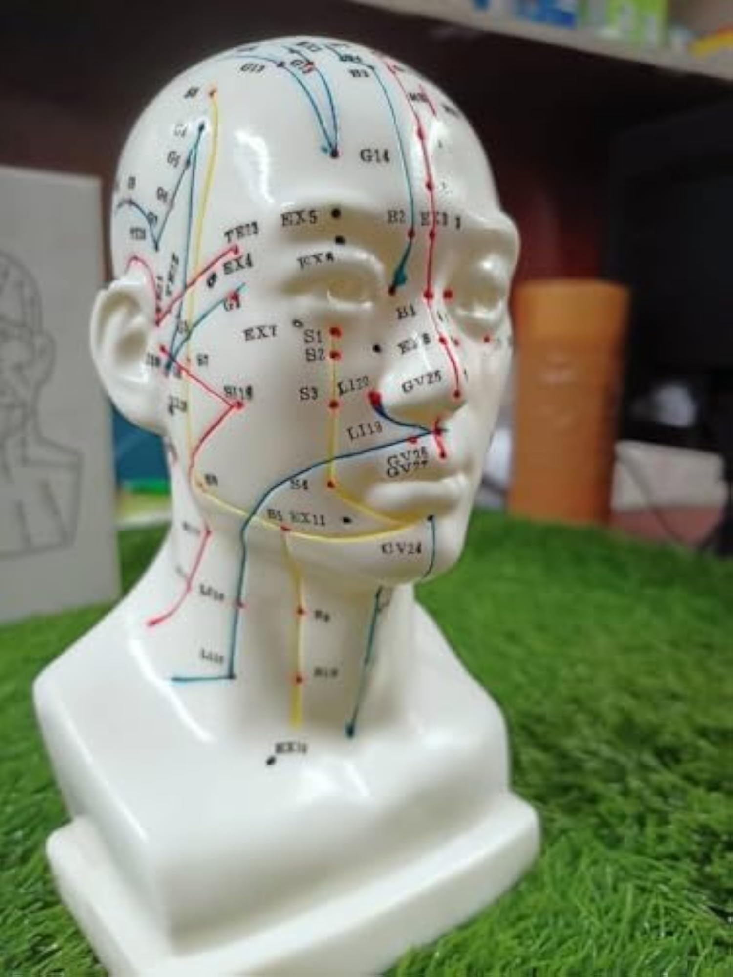 AcuPhysio Human Acupuncture Head Point Guide