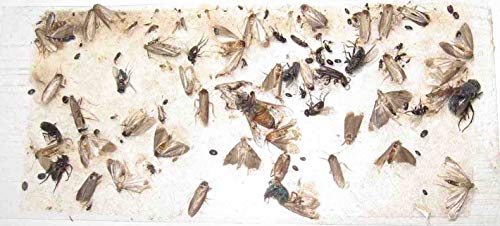 10 Pk Camel Cricket/Roach/Scorpion Sticky Traps #TOP4