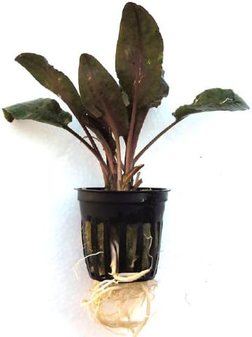 SubstrateSource Cryptocorne wendtii "Bronze" Live Aquatic Aquarium Plant