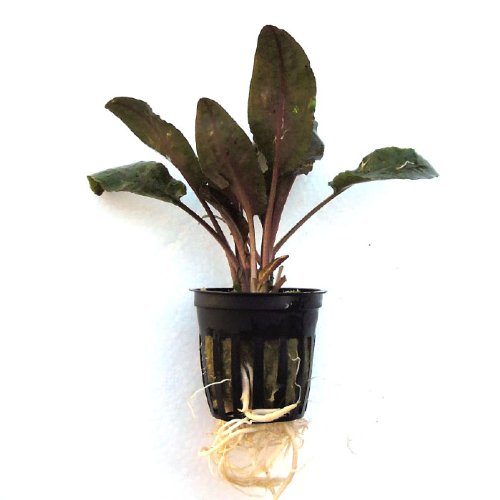 SubstrateSource Cryptocorne wendtii 