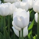 tulpenzwiebeln, wildtulpen - indoor garten winterhart exotische stauden mehrjährig 20pcs