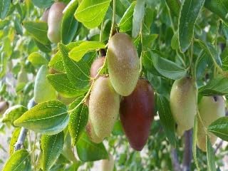 9EzTropical - Jujube GA866 Tree - 2 Feet Tall - Ship in 6" Pot
