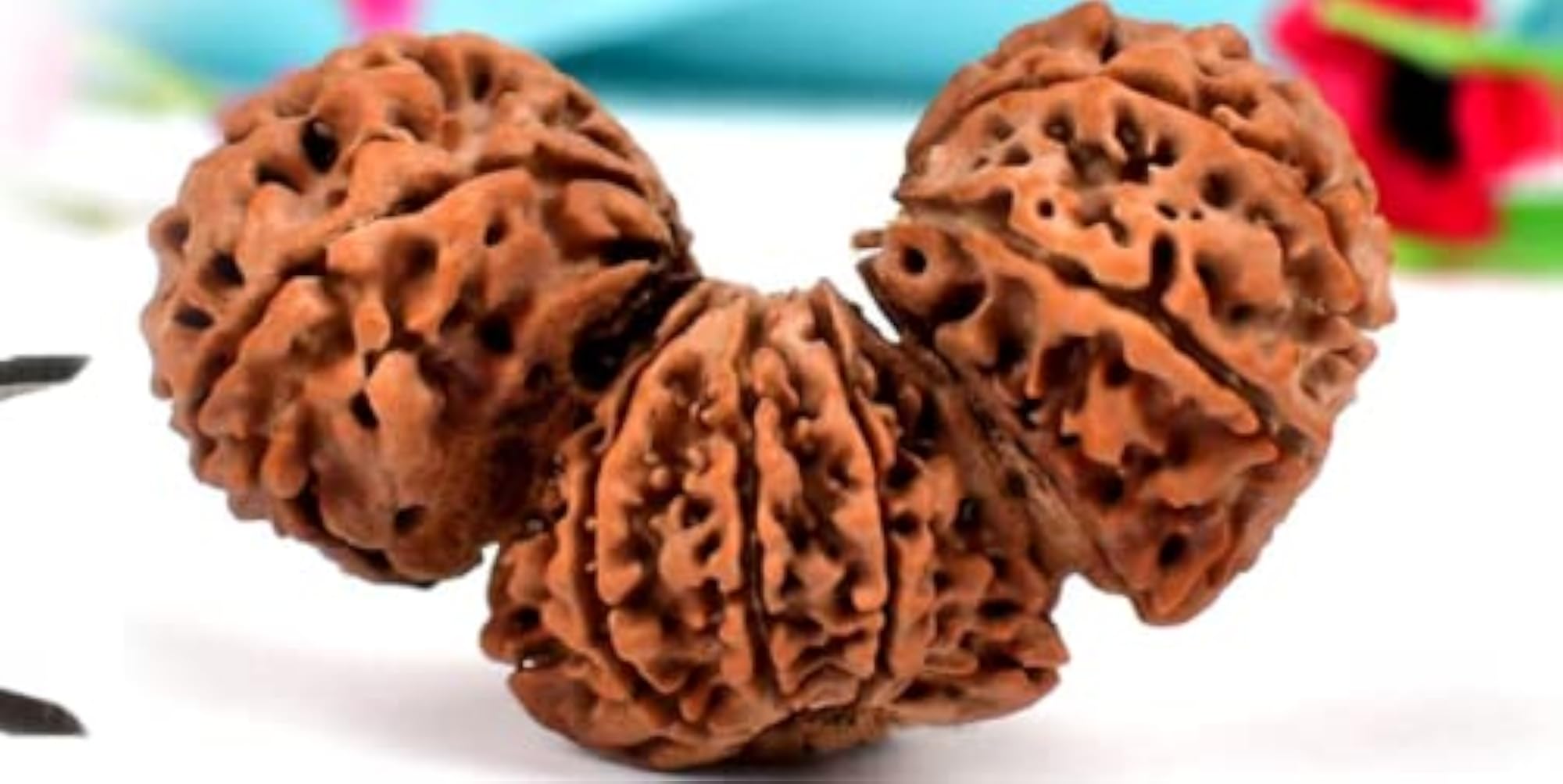 Trijuti Rudraksha, Original Nepali Bead
