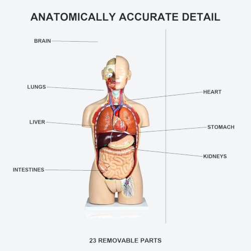Image of Vision Scientific VAT108-N-DC Life-Size Dual-Sex Human Torso Anatomy Model, 27 Removable Parts, Interchangeable Male /Female Systems, Open Back, Numbered Key & Manual, Zip Dust Cover - Medical & Nursing