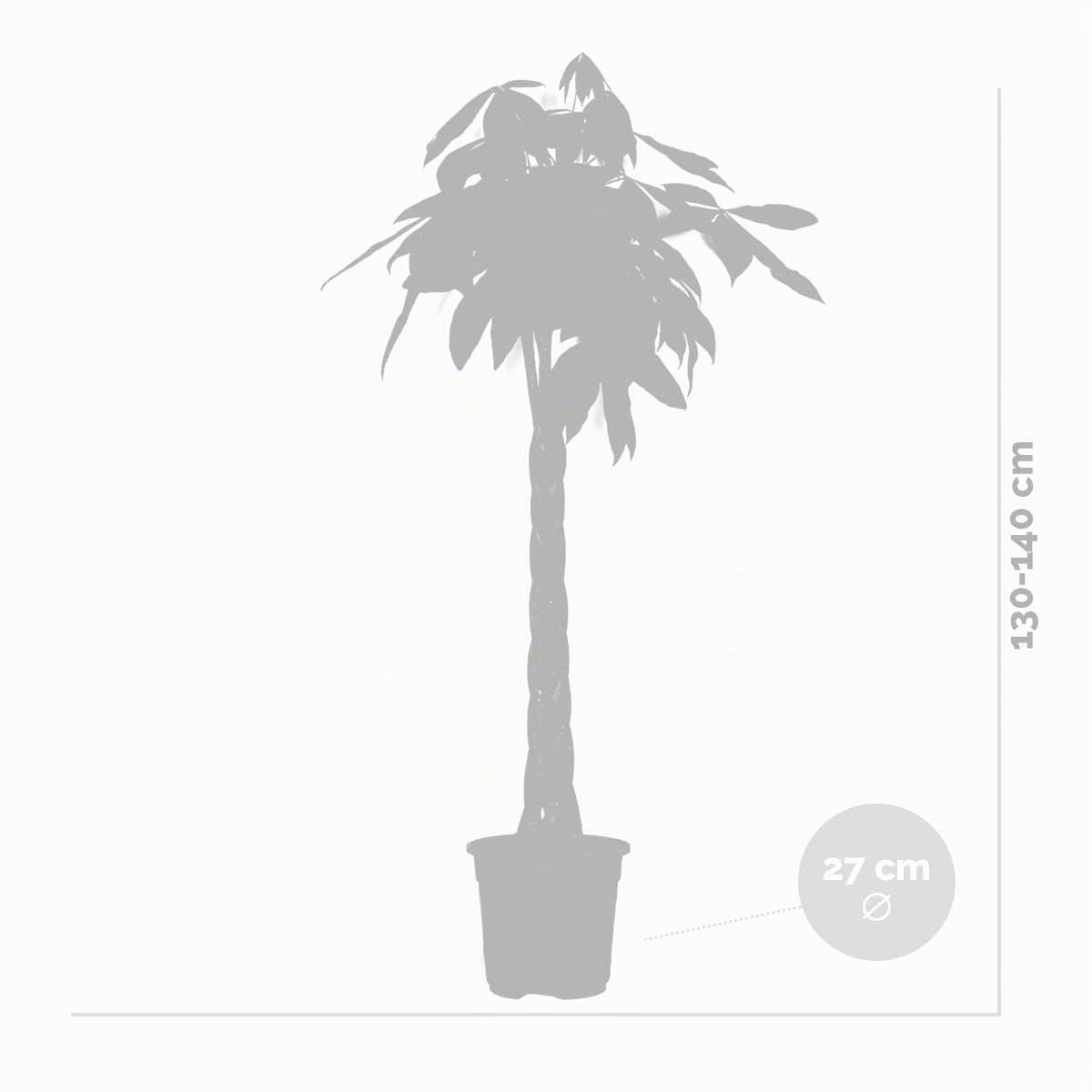 Bloomique - Pachira Aquatica - Glückskastanie - Zimmerpflanzen Groß - Luftreinigend - Pflegeleicht - Höhe 130-150 cm - Topf 27 cm