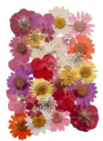 Rose theame Pressed Flowers Sheet – Delicate & Dried, Ideal for Resin Art and Crafts-picture-12