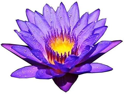 Live Waterlilies Rhizome Tuber Pre-Grown Tropical Waterliles Blue Flower image