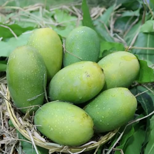 Image of Hybrid 1 Healthy Live Dasheri Mango(GRAFTED) Plant for Home garden Plant Height-2Ft To 2.5 Ft.(Fruit After 1 Year) with grow bag