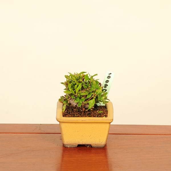 遊恵盆栽：実成梔子(くちなし) 現品*クチナシ Rubiaceae Gardenia