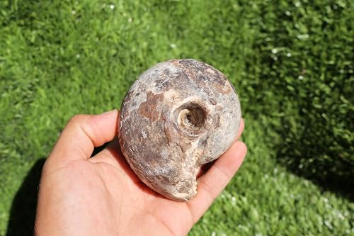 Ammonite Fagesia Ammonite Fossil Rare Ammonite Fossil Natural Fossil from Morocco A44