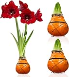 DUTCH BULBS EXCLUSIVE PLANTS FROM HOLLAND