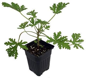 Daylily Nursery 3 Citronella Plants in 2.5 Inch Pots by Daylily Nursery (3 Pots with One Plant Each Pot)