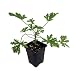 3 Citronella Plants in 4 Inch Pots (3 Pots with One Plant Each Pot). Mosquito Plant/Deodorant Plant/ Citrosa Geranium. Great Mosquito Repellent!