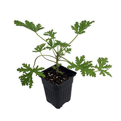 Daylily Nursery Citronella Plants 2.5 inch Pots