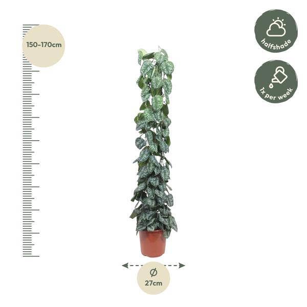 Scindapsus Pictus Trebie Support en maille 160 cm Ø 27 cm