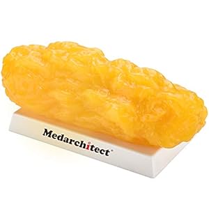 Authentieke replica van menselijk lichaamsvet met rode aderen – 5 lb, fit blijven en gewichtsverlies motivatie en herinnering, demonstratiemodel voor menselijk vetweefsel voor voedingsdeskundigen
