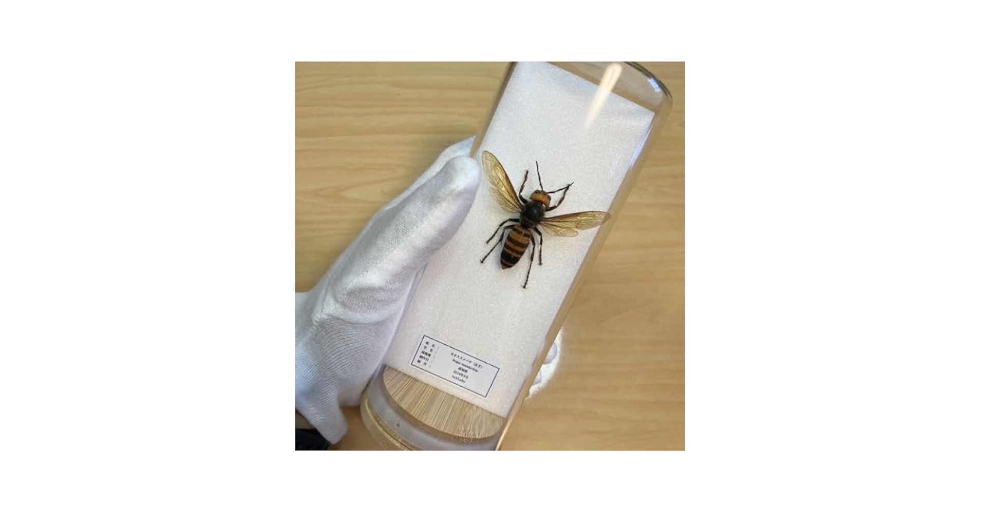 スズメバチの巣の標本 ガラスケース入り m98402890140_1.jpg?1735685546