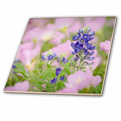 3dRose Texas Bluebonnet and Showy Primrose, Austin, Texas - Ceramic Tile, 4-Inch (ct_205303_1)
