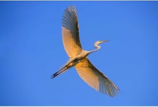 ArtDirect FL, St Augustine Great egret in flight at sunset Unframed Art Print Giclee Poster by Zuckerman, Jim - Ready for Framing with Customization Sizes 10x7, 14x9, 20x13, 36x24, 48x32, 60x40 Inches