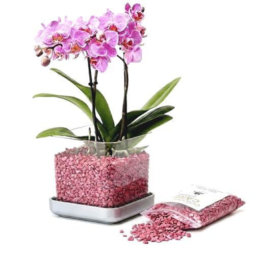 Colomi Care Orchideentopf Set transparent + 1 L Orchideengranulat (brombeer) sauberes Pflanzsystem mit Wurzel- & Feuchtigkeitskontrolle