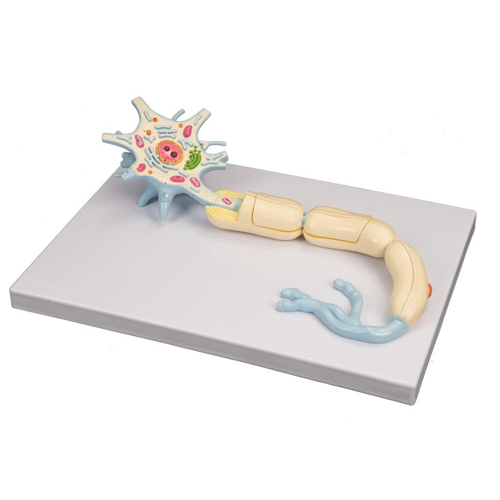 YNIYUJKL Neuron Model,2500X Motor Neuron Diorama Model,2-Parts Medical Brain Nerves Anatomical Human Model,Neuronal Cell Body Nerve Fiber Structure Enlarged Teaching Tool