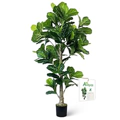 Fiddle Leaf Fig Tree (6ft)