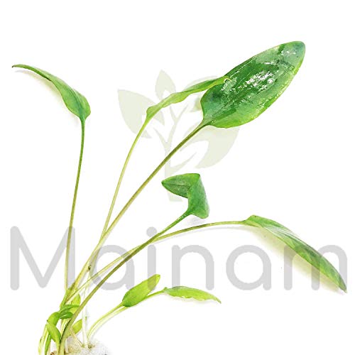 Mainam (Crypt Wendtii Green) Cryptocoryne Wendtii Stem Bundle Freshwater Live Aquarium Plants Decoration #TOP2