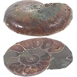 Gogogmee アンモナイト模型 教育用標本 古生物学学習モデル 向け科学教材 インテリア装飾用標本 2個セット