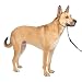 PetSafe Gentle Leader Head Collar with Training DVD, MEDIUM 25-60 LBS., FAWN