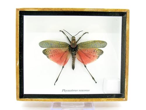 asiahouse24 Grashüpfer - Grashopper - Phymateus saxosus - echtes präpariertes Insekt als Wandbild im Schaukasten. Handgefertigt in perfekter Museumsqualität im Bilderrahmen Rahmen (Rot)