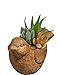 Classic Home and Garden Cement Buddies Animal Planter - Cute Desk Decoration - UV Coated Animal Vase w/Removable Drain Plug - Succulent Planter for Indoor/Outdoor Use (Bird Planter, Rust, Small)