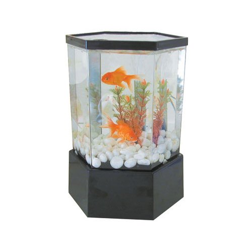 KollerCraft Mini Hex Aquarium Kit, 1Gallon Amazon.in Pet Supplies