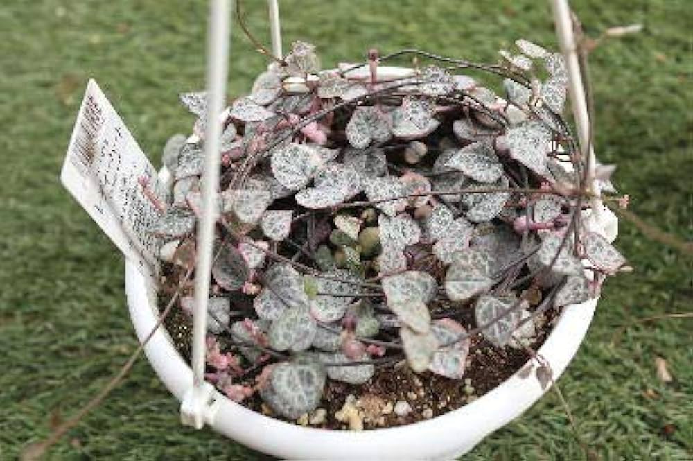 Amazon.co.jp: 多肉植物 ハートカズラ（ラブチェーン）斑入り品種