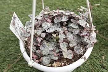 多肉植物✿ハートカズラ Amazon.co.jp: 多肉植物 ハートカズラ（ラブチェーン）斑入り品種