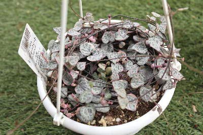 Amazon.co.jp: 多肉植物 ハートカズラ（ラブチェーン）斑入り品種