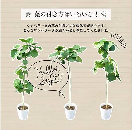 Amazon｜ノーブランド品 フィカス・ウンベラータ 8号 セラアート