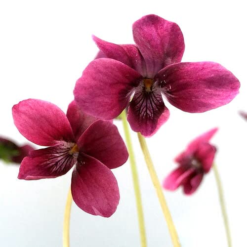 Amazon.co.jp: （山野草）スミレ（菫）ひむれ（日牟）2．5～3