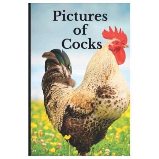 Pictures of Cocks: Funny White Elephant, Yankee Swap, Secret Santa Gift, (Stupid Gifts Ideas)