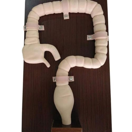 Modelo de colonoscopia con simulador de sigmoidoscopio para un entrenamiento médico realista 6