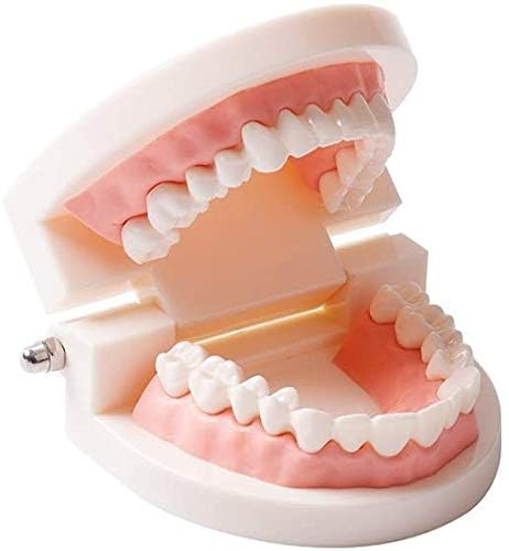 Amazon.co.jp: 歯のモデル 歯模型 180度 開閉式 練習・教育 学習用小型