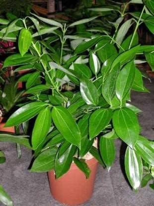 Ariya Tej Patta, Tamalpatra, Indian Spice Bay Leaf Live Plant
