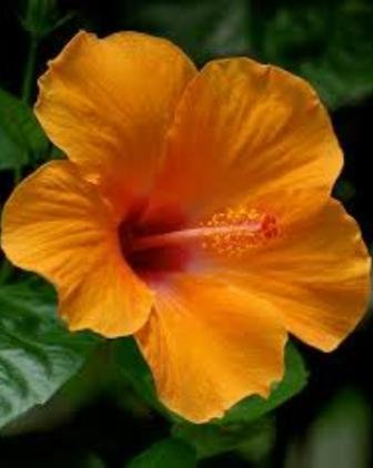 Plantsworld Hibiscus Orange Double Live Plant (B074X8H267) Amazon Price History, Amazon Price Tracker
