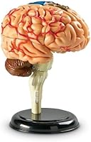 Vista 5 de Modelo de cerebro Learning Resources